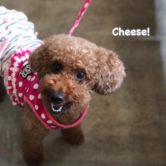Cheese Cheese
