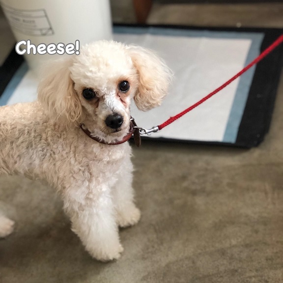 Cheese Cheese