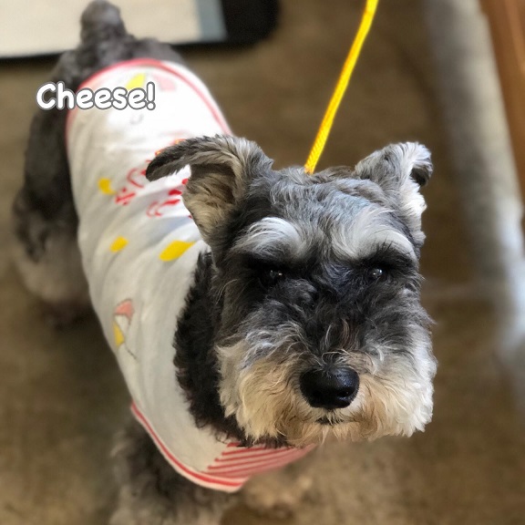 Cheese Cheese