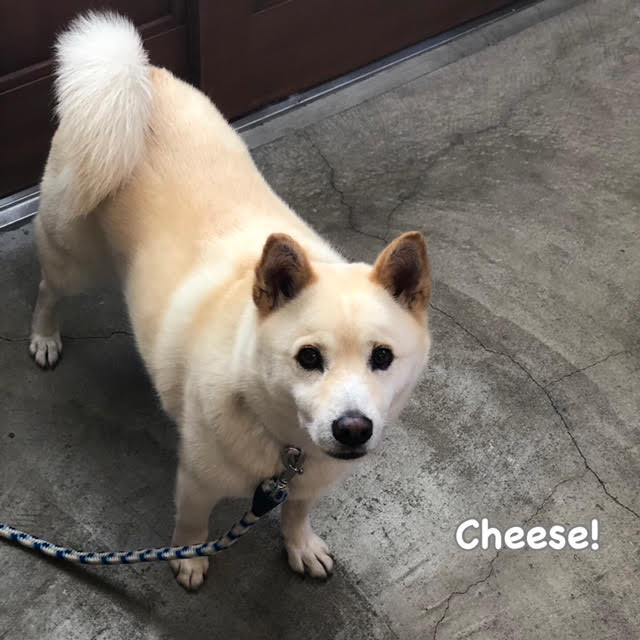 Cheese Cheese