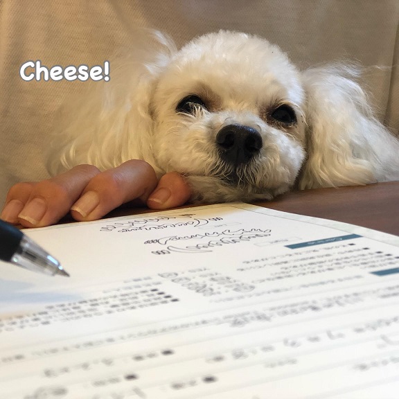 Cheese Cheese