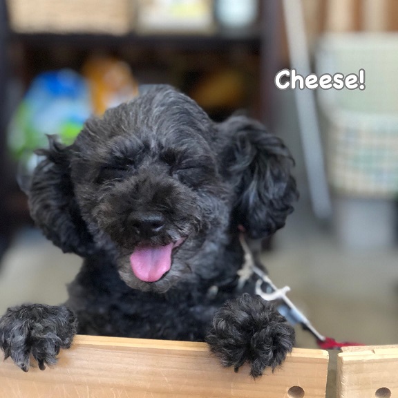 Cheese Cheese