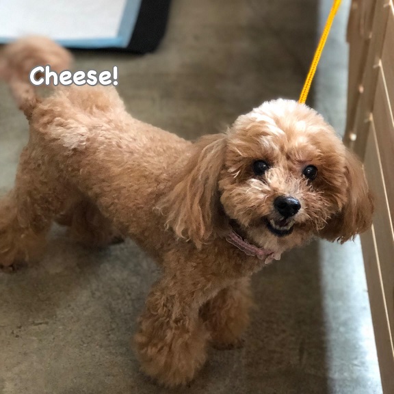 Cheese Cheese