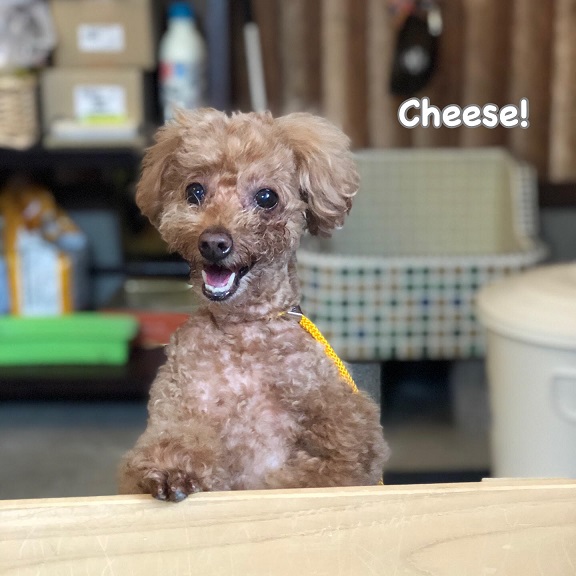Cheese Cheese