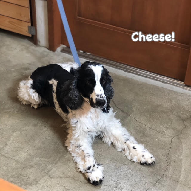 Cheese Cheese