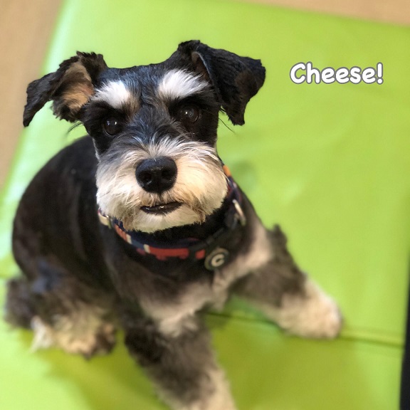 Cheese Cheese