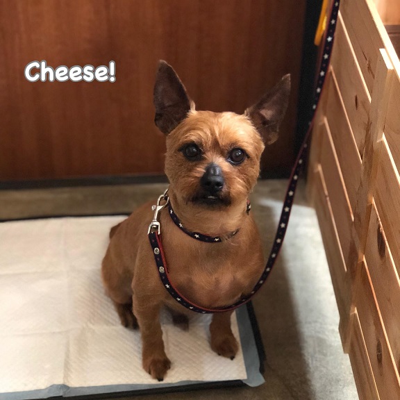 Cheese Cheese