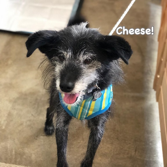 Cheese Cheese