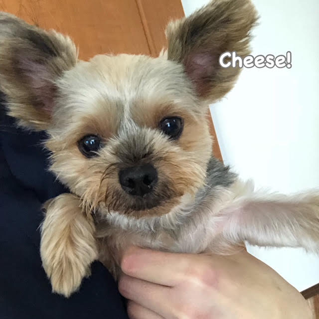Cheese Cheese