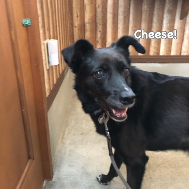 Cheese Cheese