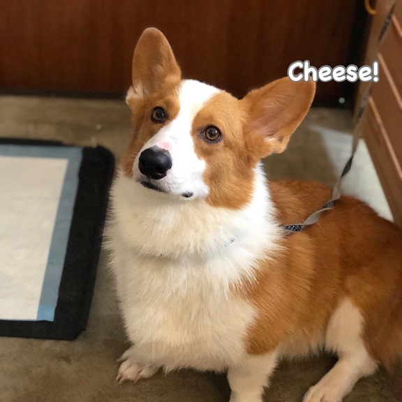 Cheese Cheese
