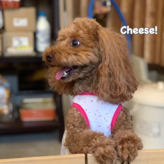 Cheese Cheese