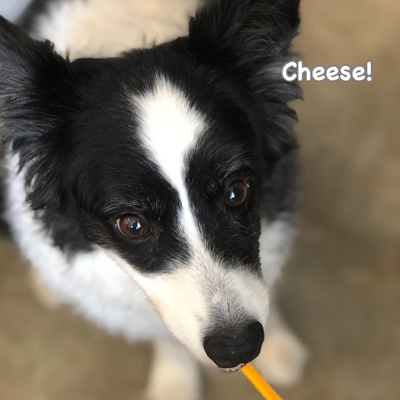 Cheese Cheese