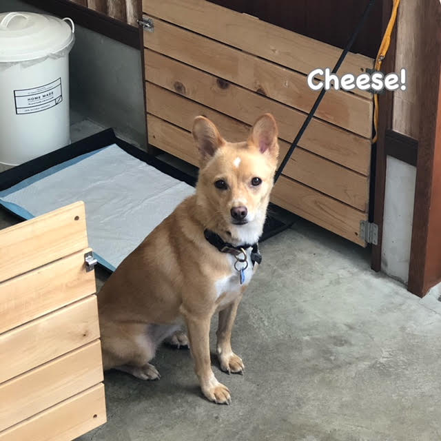 Cheese Cheese