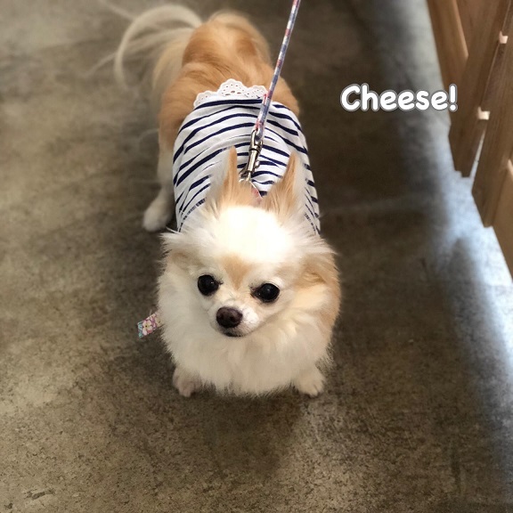 Cheese Cheese