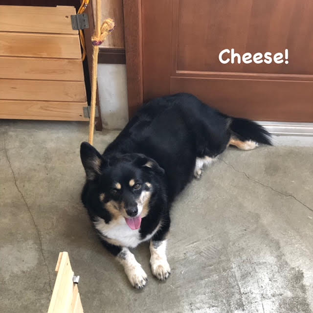 Cheese Cheese