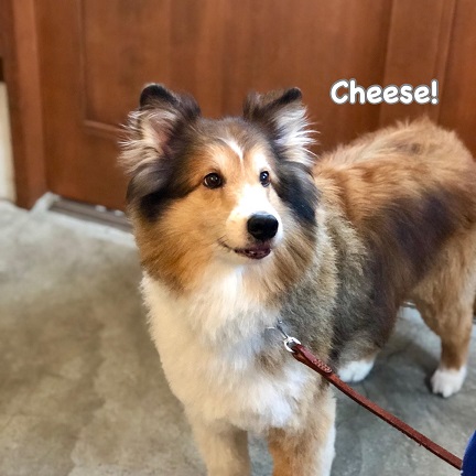 Cheese Cheese