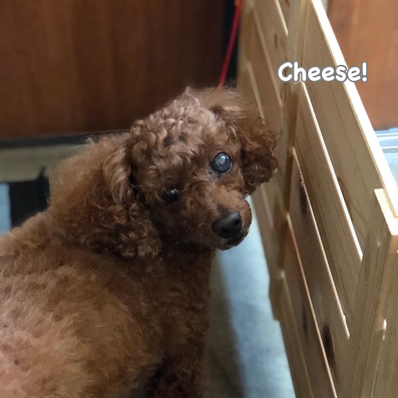 Cheese Cheese