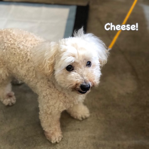 Cheese Cheese