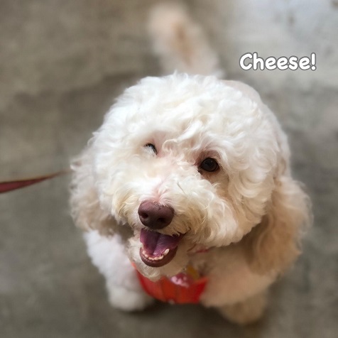 Cheese Cheese