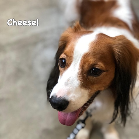 Cheese Cheese