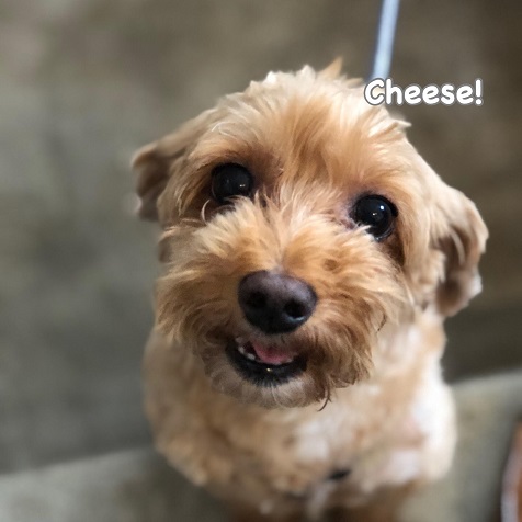 Cheese Cheese