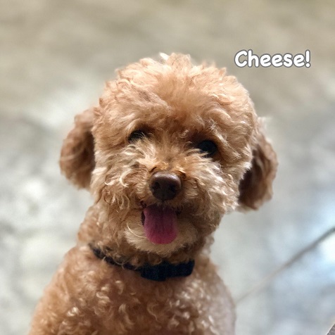 Cheese