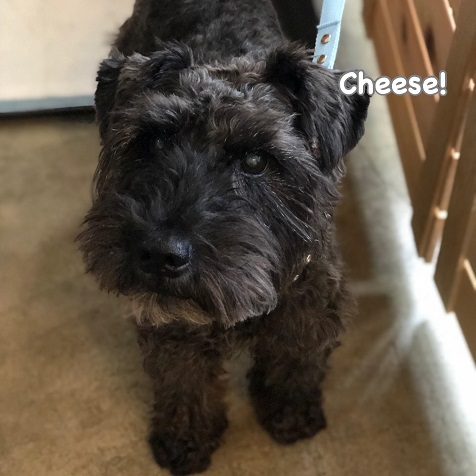 Cheese Cheese