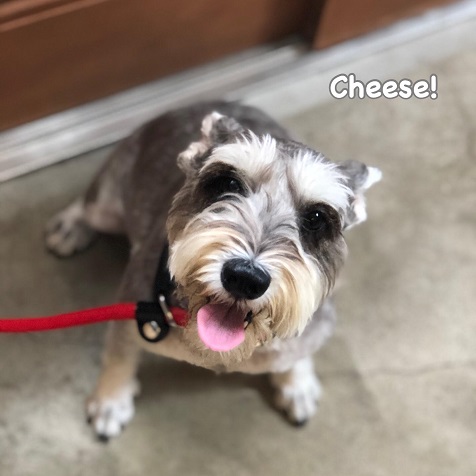 Cheese Cheese
