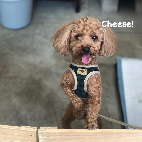Cheese Cheese