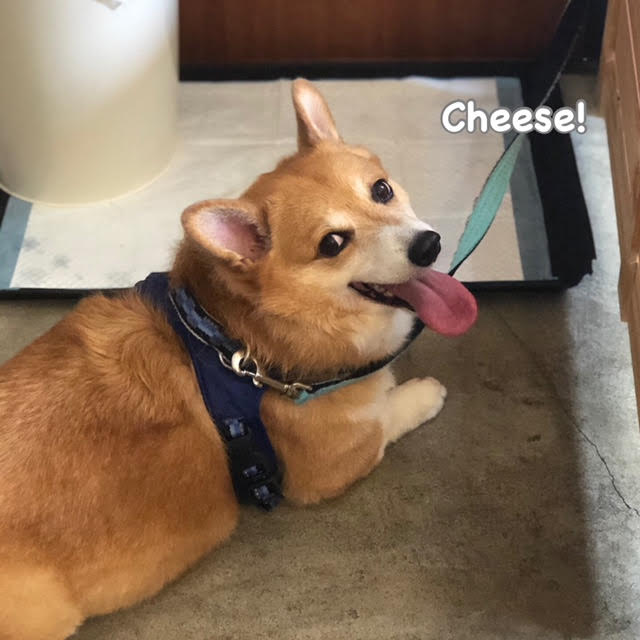 Cheese Cheese