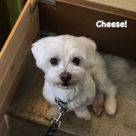 Cheese Cheese