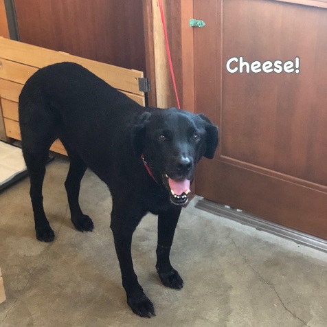 Cheese Cheese