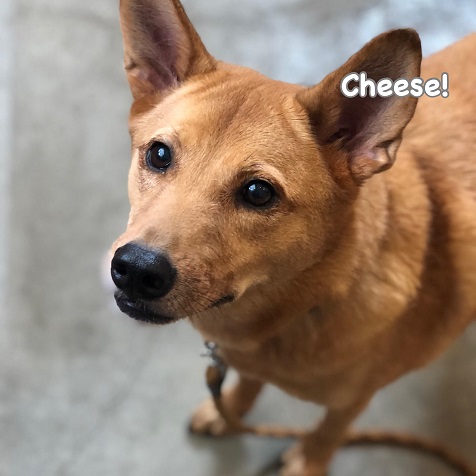 Cheese Cheese