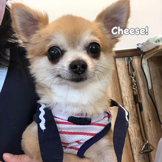 Cheese Cheese