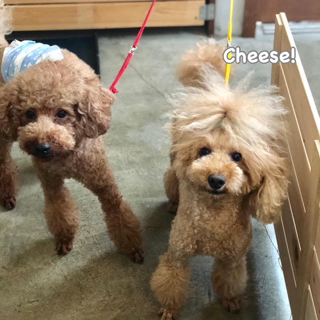 Cheese Cheese