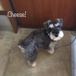Cheese Cheese