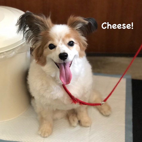 Cheese Cheese