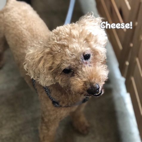 Cheese Cheese