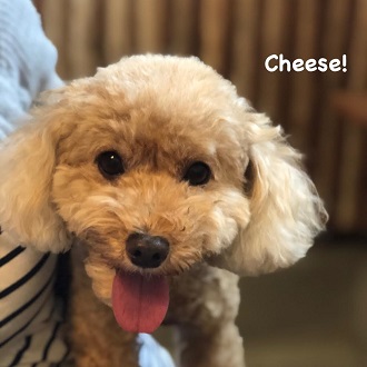 Cheese Cheese