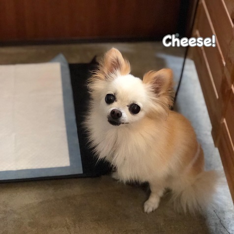 Cheese Cheese