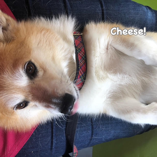 Cheese Cheese