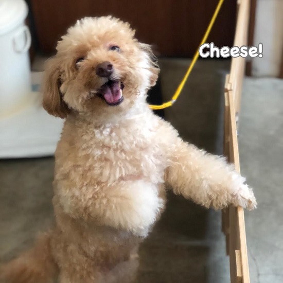 Cheese Cheese