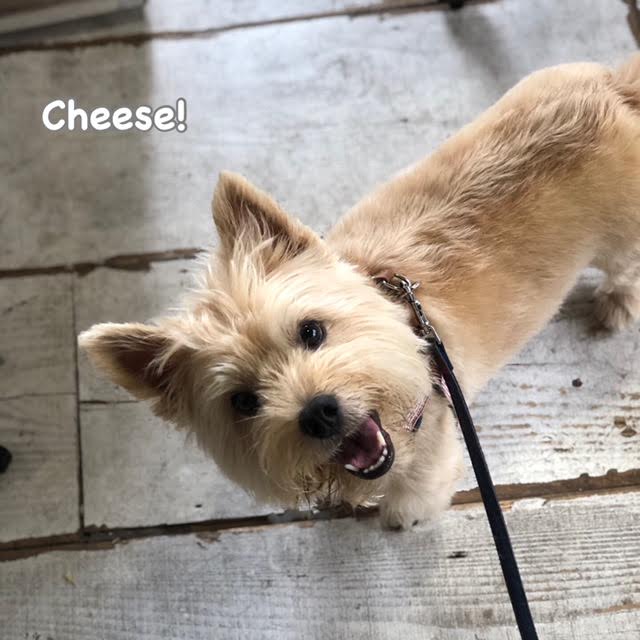 Cheese Cheese