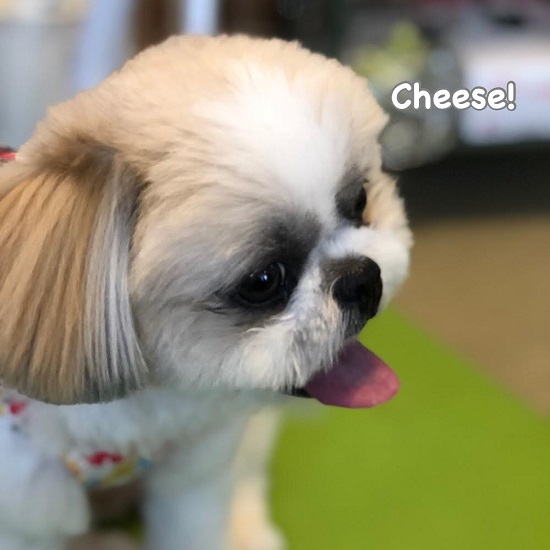 Cheese Cheese