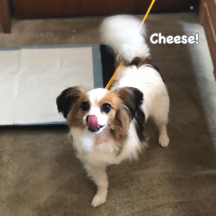 Cheese Cheese