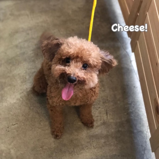 Cheese Cheese