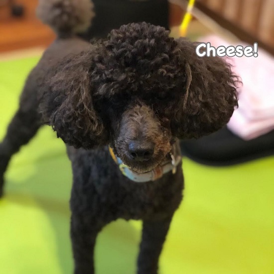 Cheese Cheese