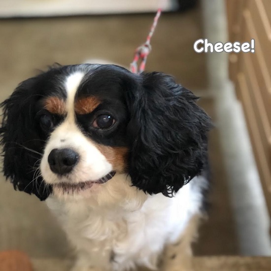 Cheese Cheese