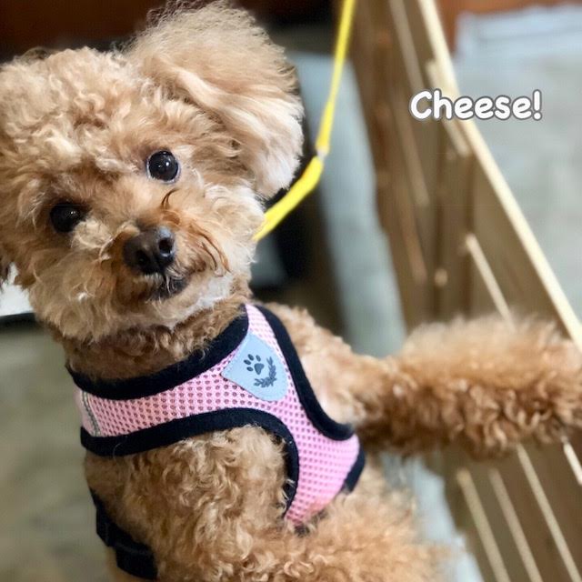 Cheese Cheese